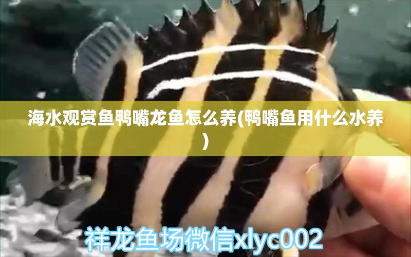 海水觀賞魚鴨嘴龍魚怎么養(yǎng)(鴨嘴魚用什么水養(yǎng)) 文玩