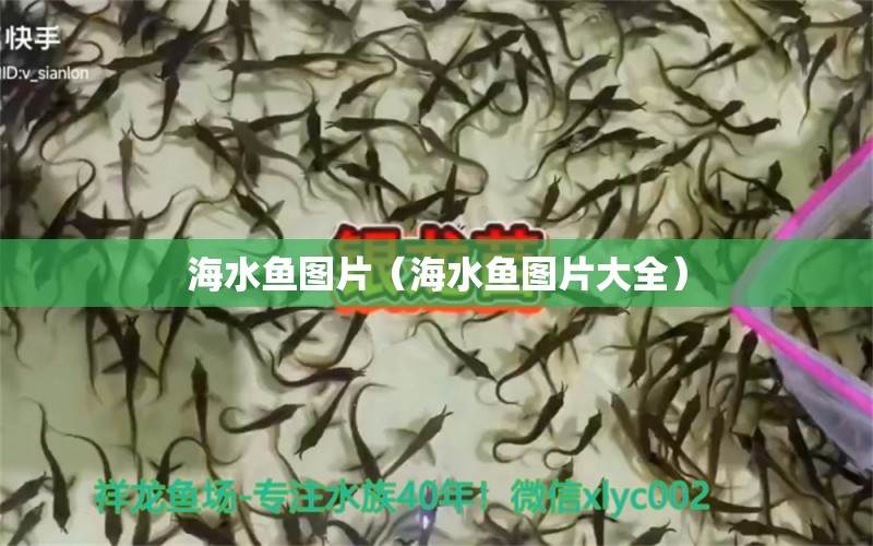 海水魚圖片（海水魚圖片大全）