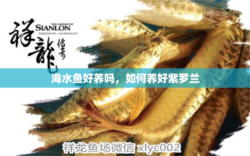 海水魚好養(yǎng)嗎，如何養(yǎng)好紫羅蘭 海水魚