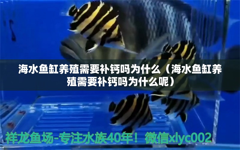 海水魚缸養(yǎng)殖需要補鈣嗎為什么（海水魚缸養(yǎng)殖需要補鈣嗎為什么呢）