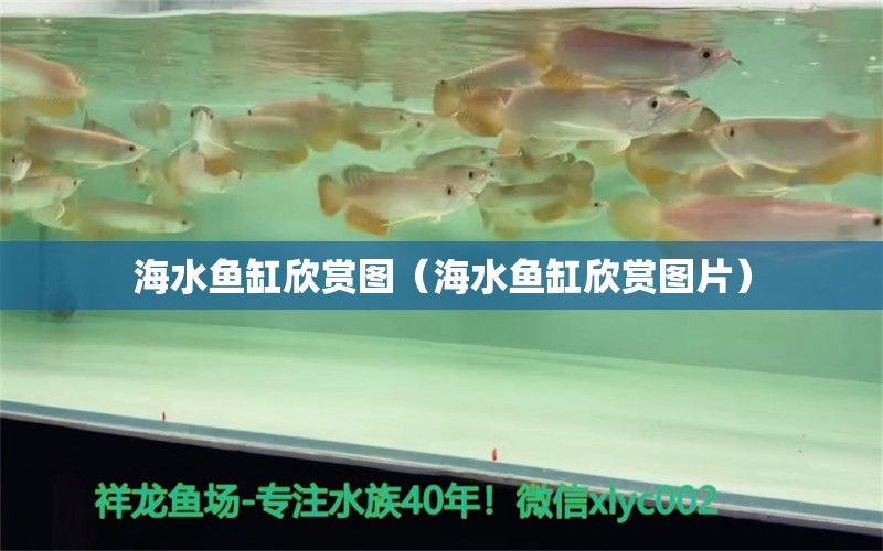 海水魚缸欣賞圖（海水魚缸欣賞圖片）