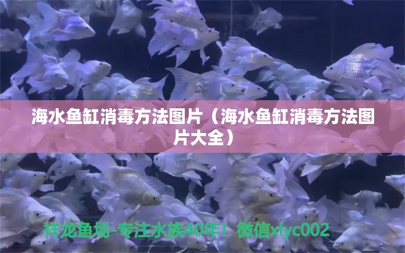 海水魚缸消毒方法圖片（海水魚缸消毒方法圖片大全） 過背金龍魚