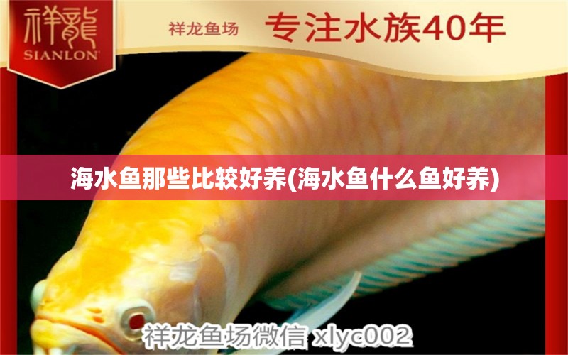 海水魚那些比較好養(yǎng)(海水魚什么魚好養(yǎng)) 海水魚