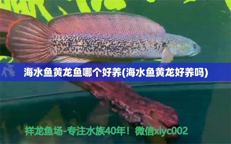 海水魚黃龍魚哪個好養(yǎng)(海水魚黃龍好養(yǎng)嗎) 海水魚