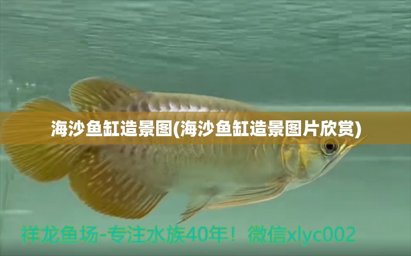 海沙魚缸造景圖(海沙魚缸造景圖片欣賞) 銀古魚苗