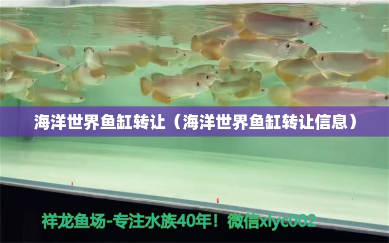 海洋世界魚(yú)缸轉(zhuǎn)讓（海洋世界魚(yú)缸轉(zhuǎn)讓信息）