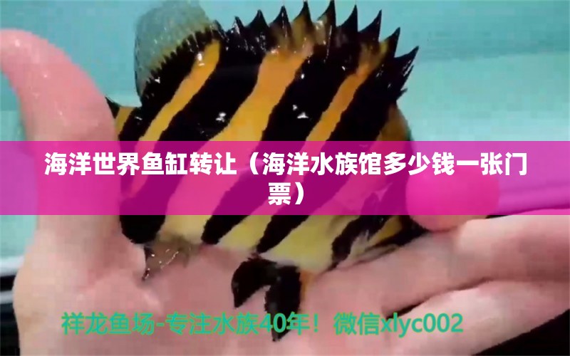 海洋世界魚缸轉(zhuǎn)讓（海洋水族館多少錢一張門票） 觀賞魚批發(fā)