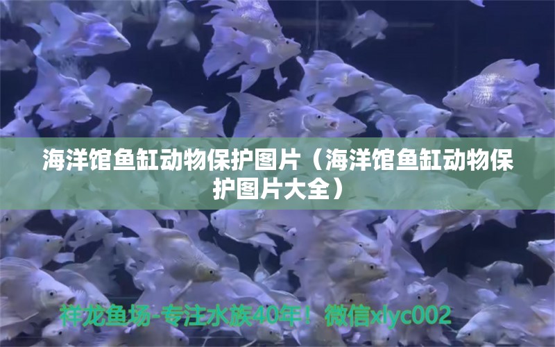 海洋館魚缸動物保護圖片（海洋館魚缸動物保護圖片大全） 其他品牌魚缸