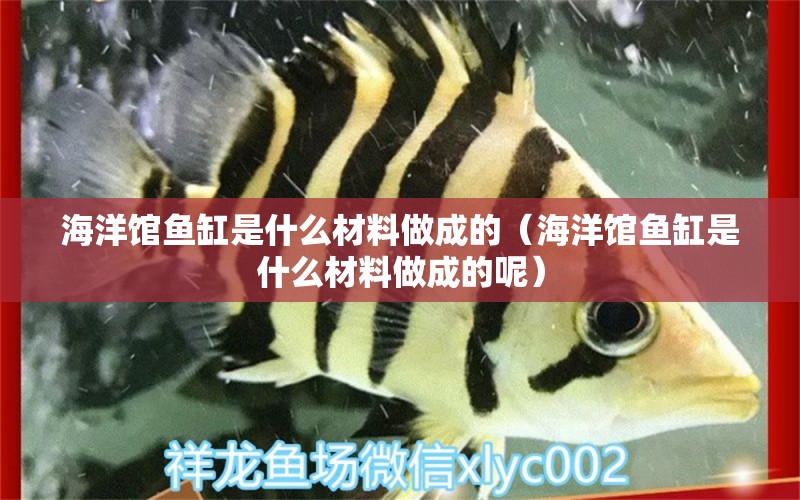 海洋館魚缸是什么材料做成的（海洋館魚缸是什么材料做成的呢） 其他品牌魚缸