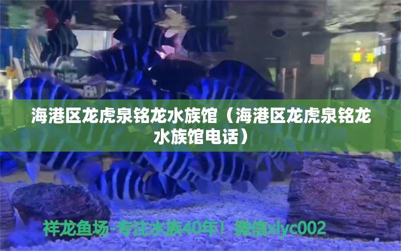 海港區(qū)龍虎泉銘龍水族館（海港區(qū)龍虎泉銘龍水族館電話） 全國(guó)水族館企業(yè)名錄