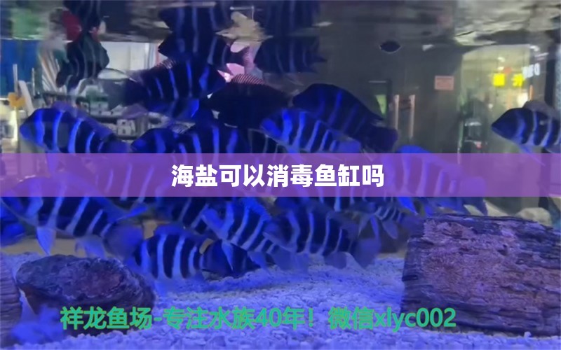 海鹽可以消毒魚缸嗎  噴點菠蘿魚