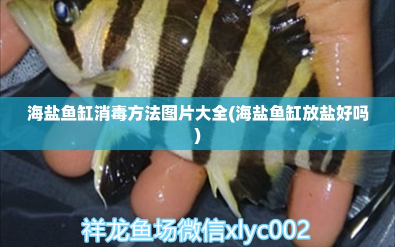 海鹽魚缸消毒方法圖片大全(海鹽魚缸放鹽好嗎) 一眉道人魚苗 第1張