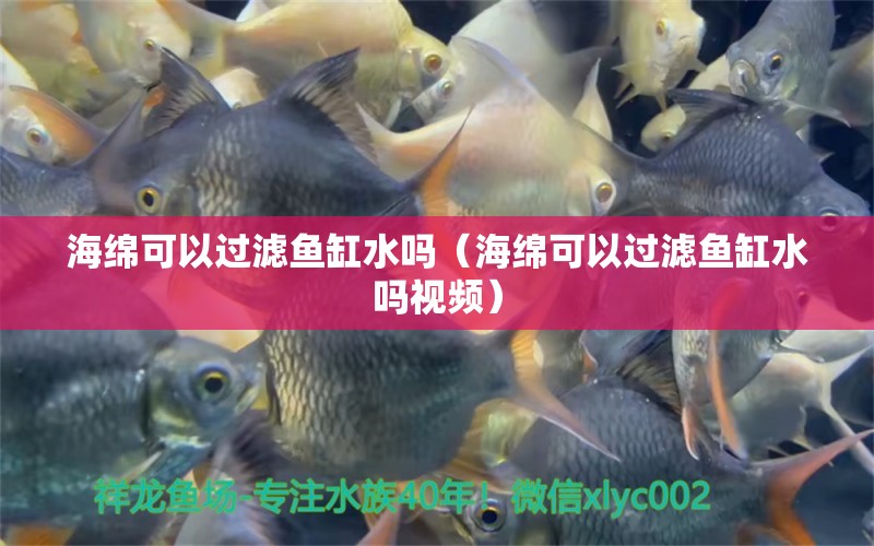 海綿可以過濾魚缸水嗎（海綿可以過濾魚缸水嗎視頻）