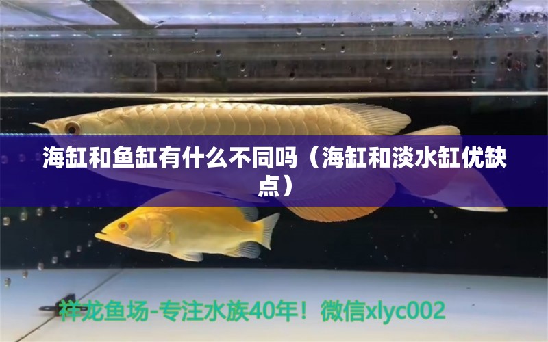 海缸和魚缸有什么不同嗎（海缸和淡水缸優(yōu)缺點） 廣州觀賞魚批發(fā)市場