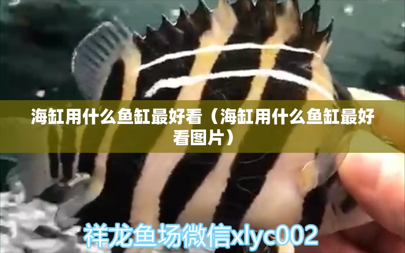 海缸用什么魚缸最好看（海缸用什么魚缸最好看圖片） 祥龍水族醫(yī)院