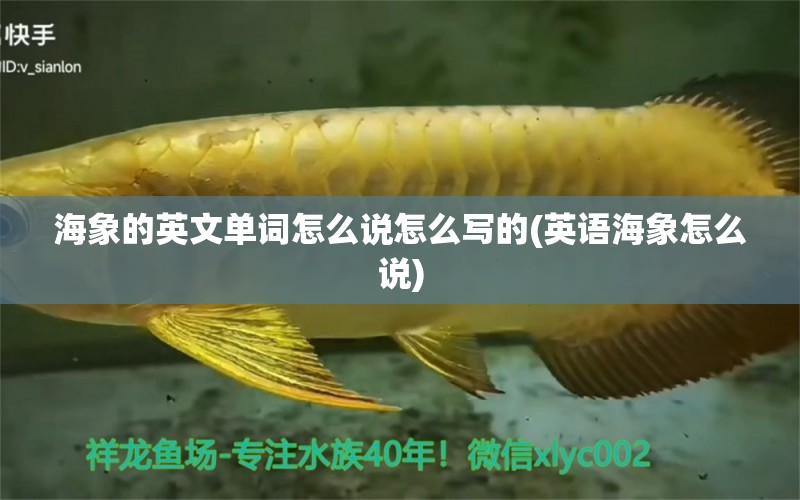 海象的英文單詞怎么說怎么寫的(英語海象怎么說) 南美異形觀賞魚