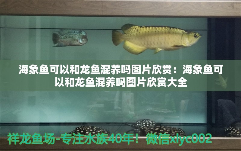 海象魚可以和龍魚混養(yǎng)嗎圖片欣賞：海象魚可以和龍魚混養(yǎng)嗎圖片欣賞大全