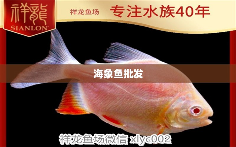 海象魚批發(fā)