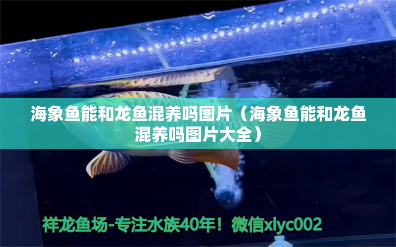 海象魚能和龍魚混養(yǎng)嗎圖片（海象魚能和龍魚混養(yǎng)嗎圖片大全）