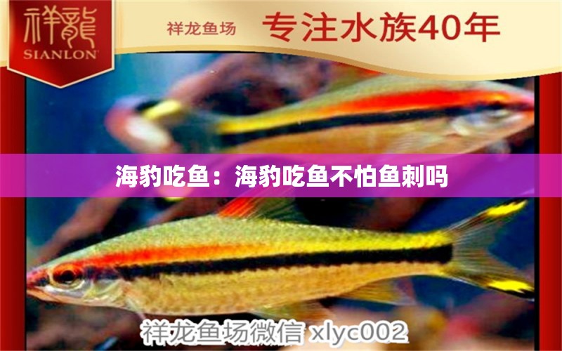 海豹吃魚(yú)：海豹吃魚(yú)不怕魚(yú)刺嗎