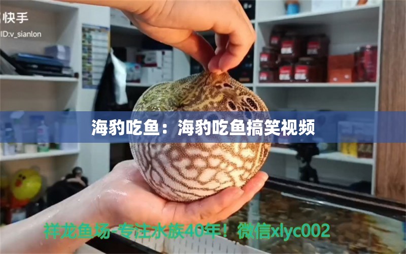 海豹吃魚：海豹吃魚搞笑視頻