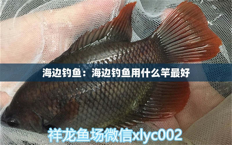 海邊釣魚：海邊釣魚用什么竿最好