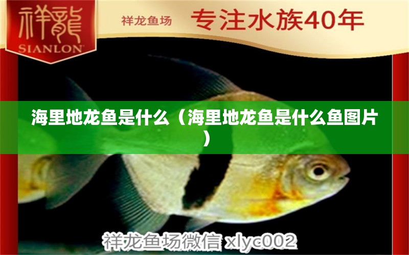 海里地龍魚是什么（海里地龍魚是什么魚圖片）