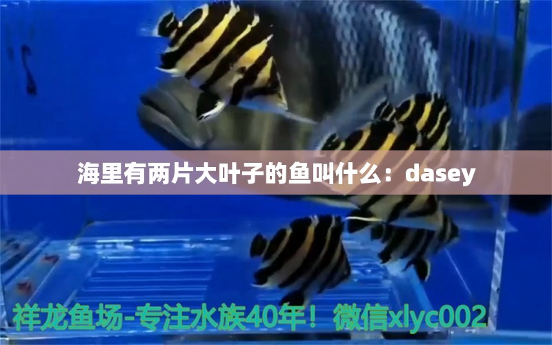 海里有兩片大葉子的魚叫什么：dasey