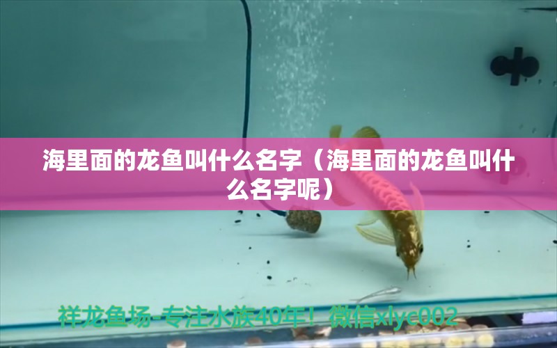 海里面的龍魚叫什么名字（海里面的龍魚叫什么名字呢）