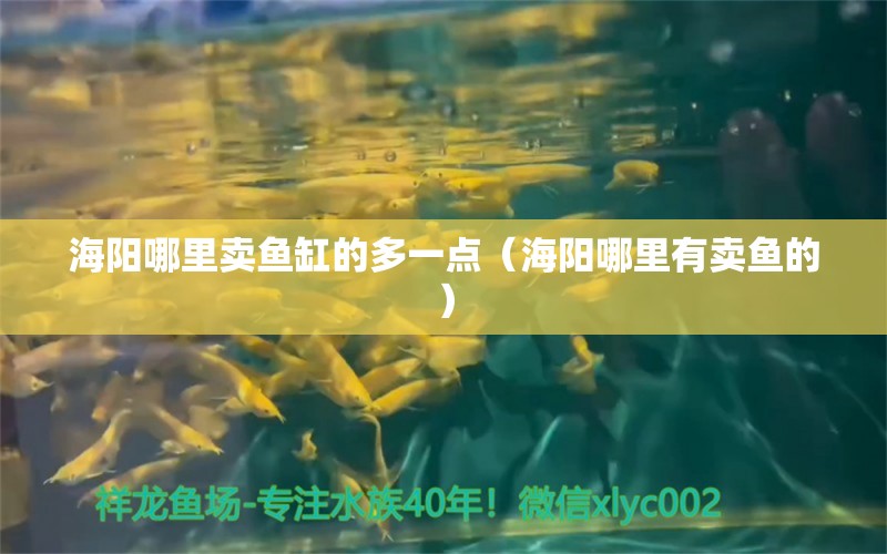 海陽哪里賣魚缸的多一點（海陽哪里有賣魚的）