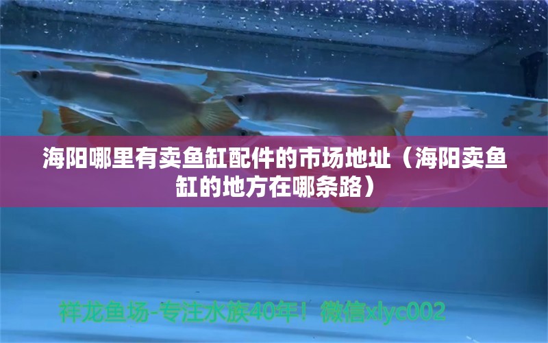 海陽哪里有賣魚缸配件的市場地址（海陽賣魚缸的地方在哪條路）