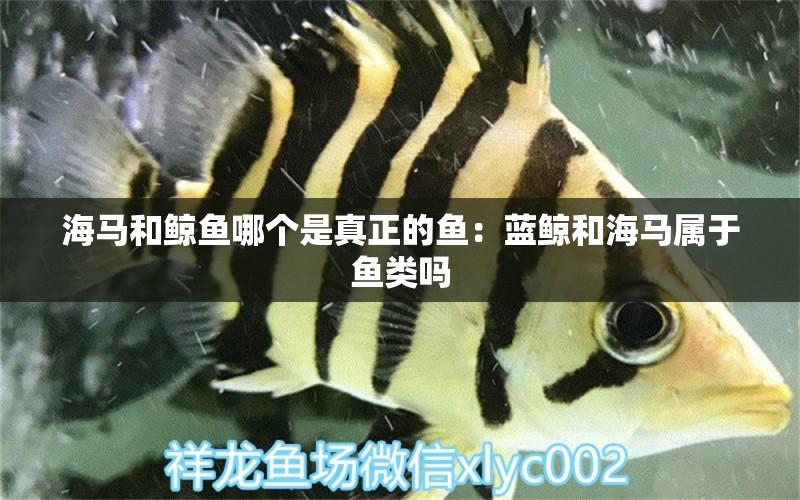 海馬和鯨魚哪個是真正的魚：藍鯨和海馬屬于魚類嗎