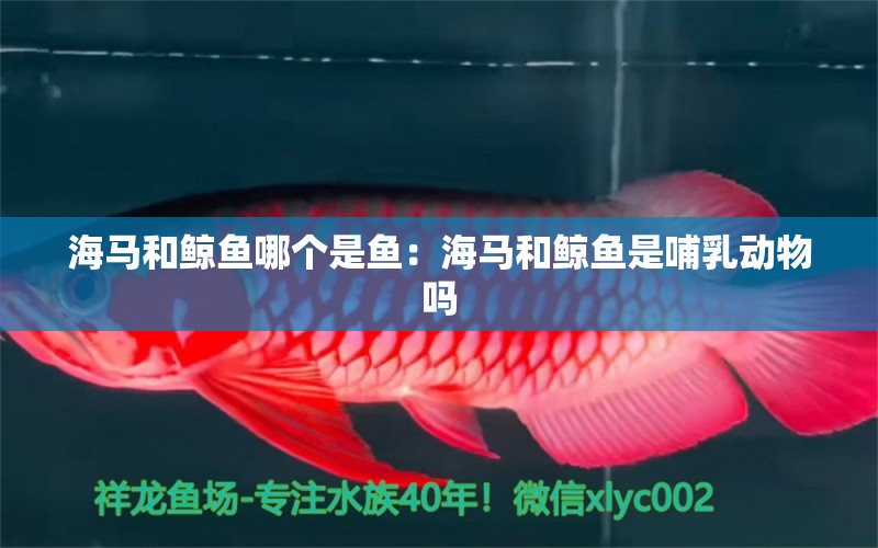 海馬和鯨魚哪個(gè)是魚：海馬和鯨魚是哺乳動(dòng)物嗎