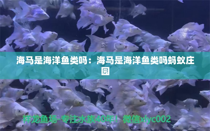 海馬是海洋魚類嗎：海馬是海洋魚類嗎螞蟻莊園