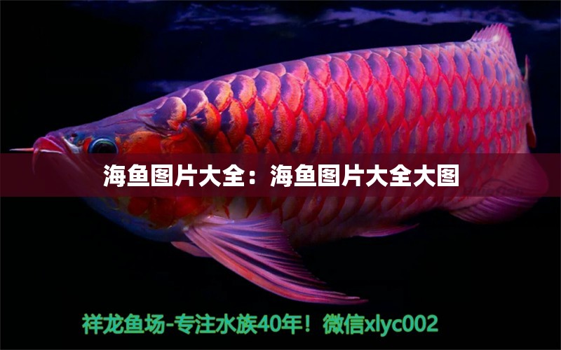 海魚圖片大全：海魚圖片大全大圖 紅頭利魚