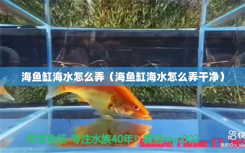 海魚缸海水怎么弄（海魚缸海水怎么弄干凈）