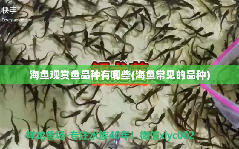 海魚觀賞魚品種有哪些(海魚常見的品種)