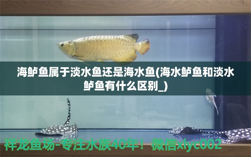 海鱸魚屬于淡水魚還是海水魚(海水鱸魚和淡水鱸魚有什么區(qū)別_) 海水魚