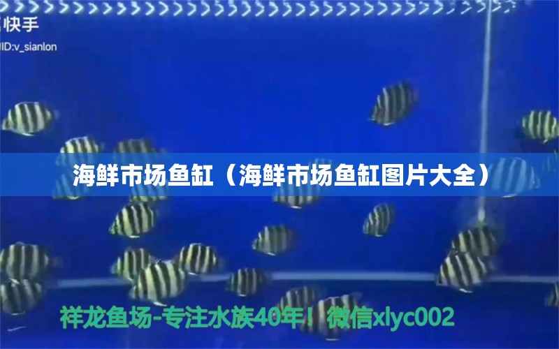 海鮮市場魚缸（海鮮市場魚缸圖片大全） 雪龍魚