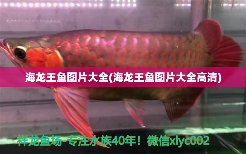 海龍王魚圖片大全(海龍王魚圖片大全高清) 綠皮皇冠豹魚