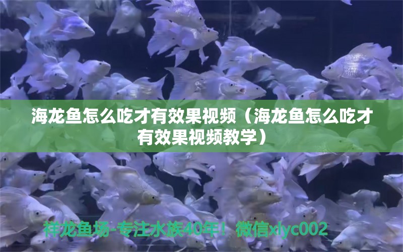 海龍魚怎么吃才有效果視頻（海龍魚怎么吃才有效果視頻教學(xué)）