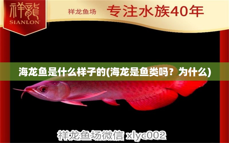 海龍魚(yú)是什么樣子的(海龍是魚(yú)類(lèi)嗎？為什么) 水族燈（魚(yú)缸燈）