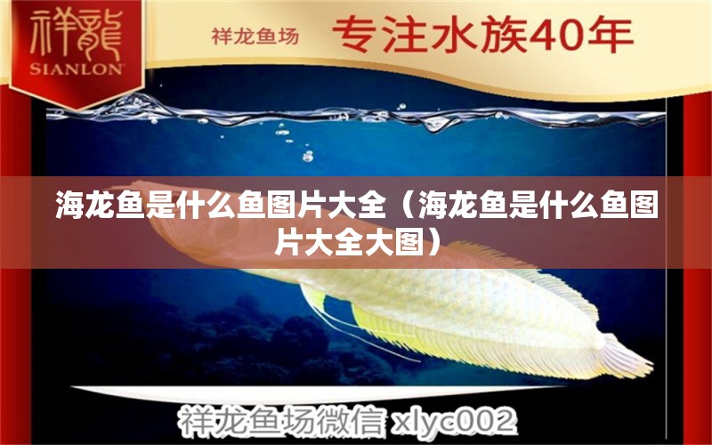 海龍魚是什么魚圖片大全（海龍魚是什么魚圖片大全大圖）