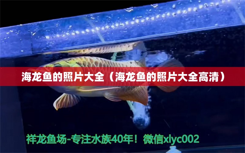 海龍魚的照片大全（海龍魚的照片大全高清） 女王大帆魚苗