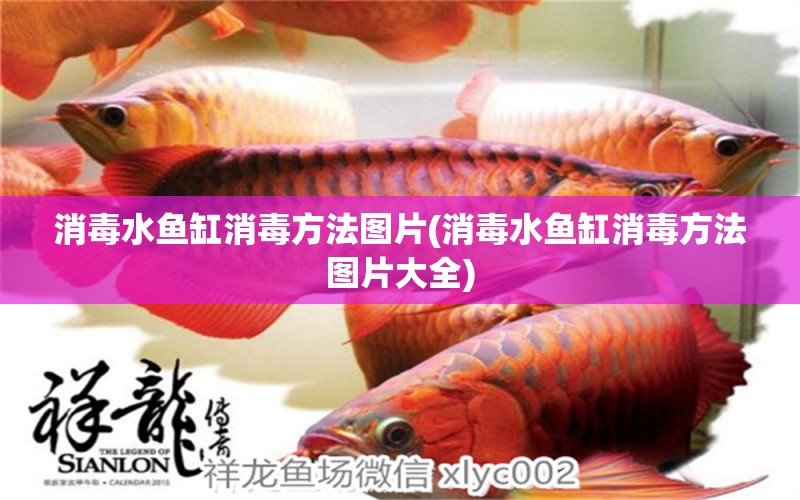 消毒水魚缸消毒方法圖片(消毒水魚缸消毒方法圖片大全) 羽毛刀魚苗