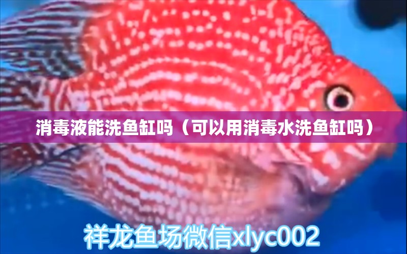 消毒液能洗魚缸嗎（可以用消毒水洗魚缸嗎）