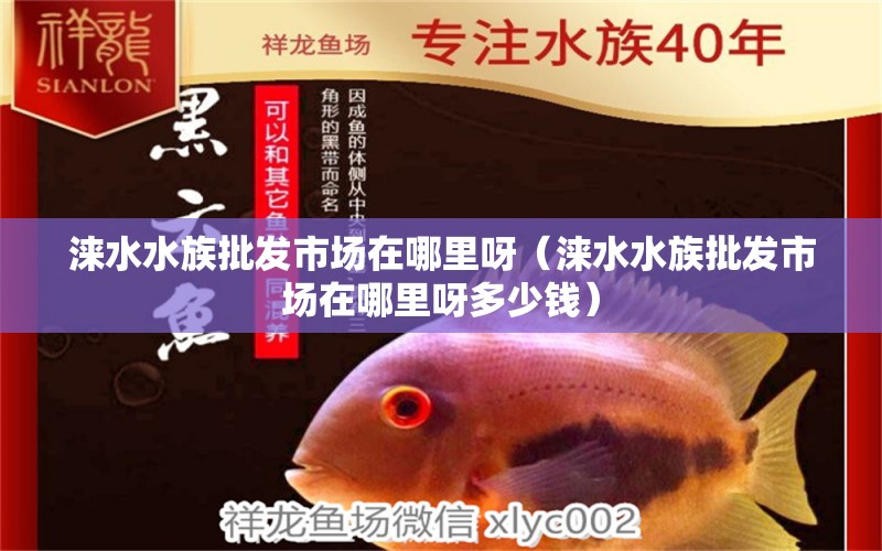 淶水水族批發(fā)市場在哪里呀（淶水水族批發(fā)市場在哪里呀多少錢） 觀賞魚水族批發(fā)市場