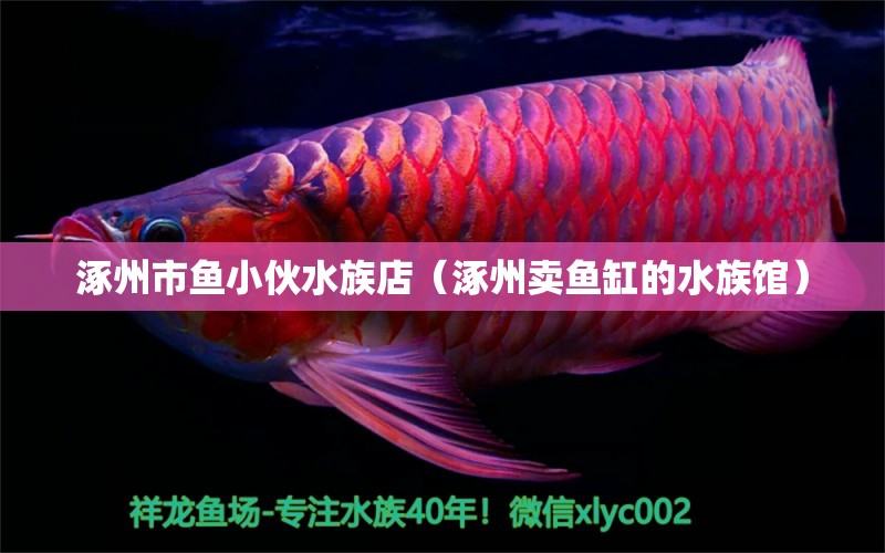 涿州市魚小伙水族店（涿州賣魚缸的水族館） 全國水族館企業(yè)名錄