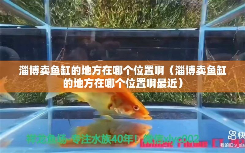 淄博賣魚缸的地方在哪個位置啊（淄博賣魚缸的地方在哪個位置啊最近） 祥龍水族醫(yī)院