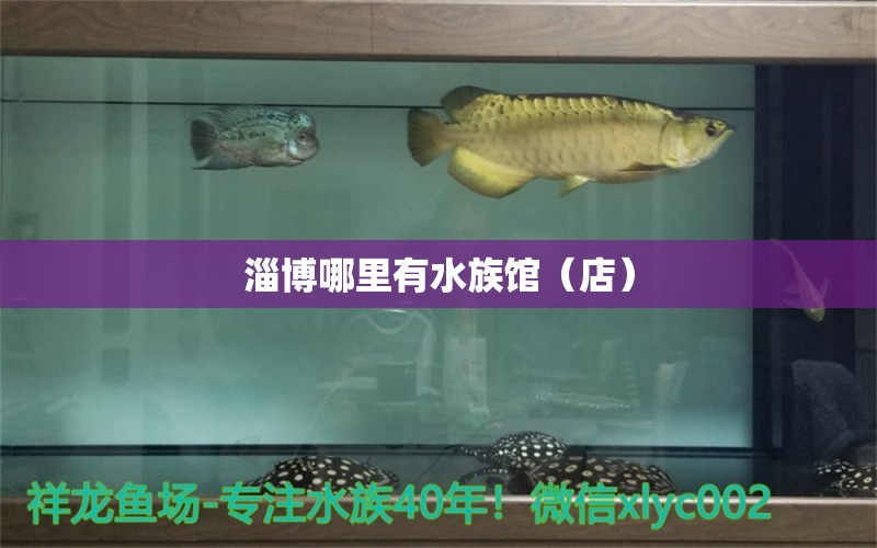 淄博哪里有水族館（店） 觀賞魚水族批發(fā)市場